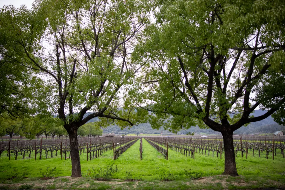 Willow Creek community