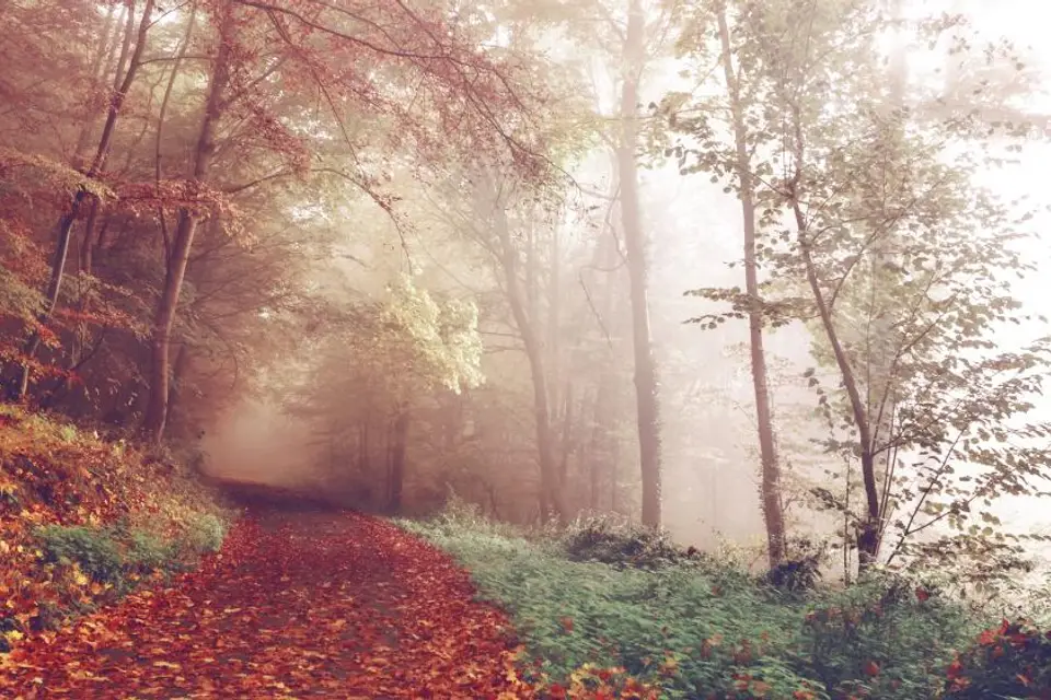 Morning on the trail